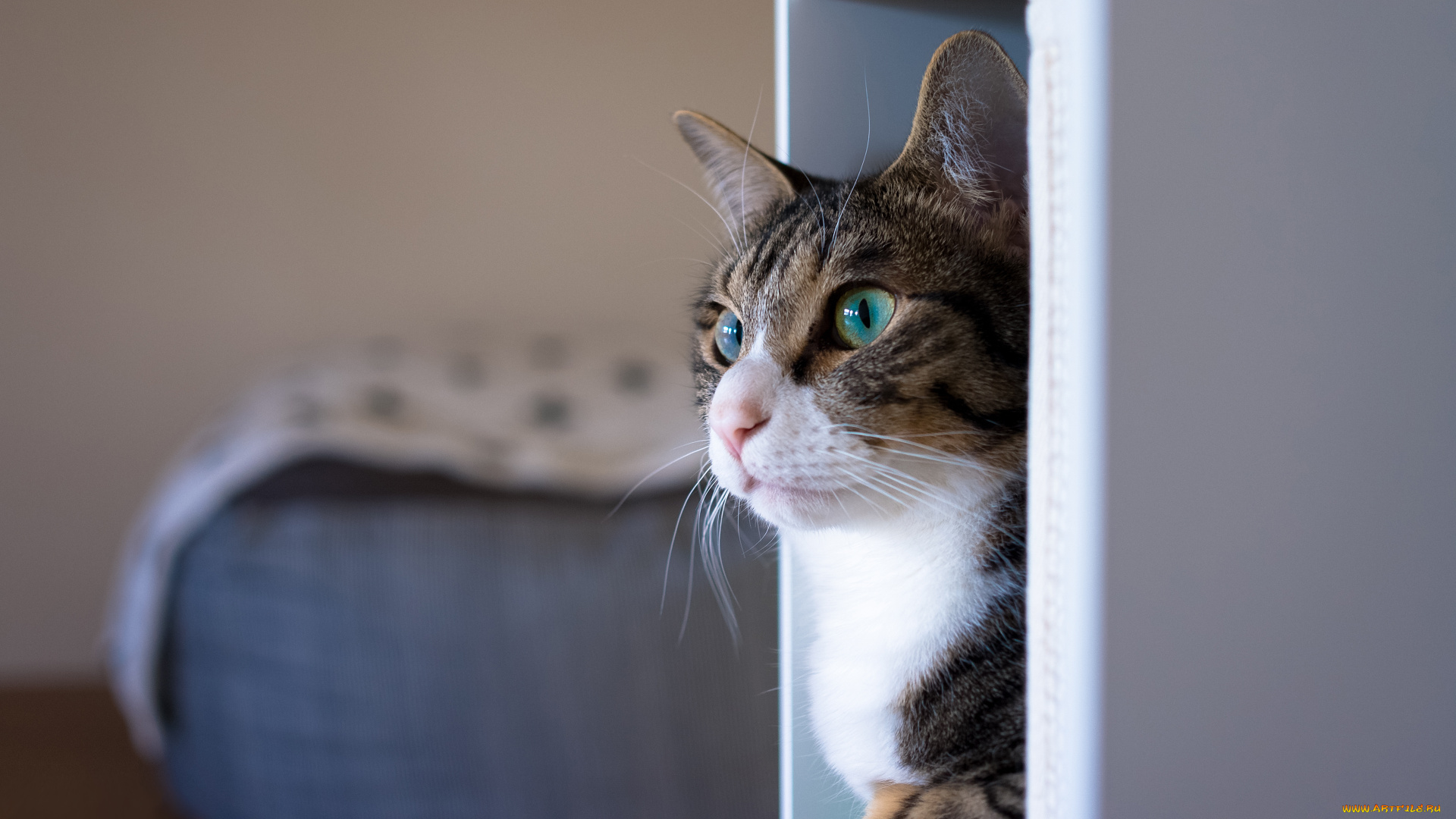 животные, коты, кот, кошка