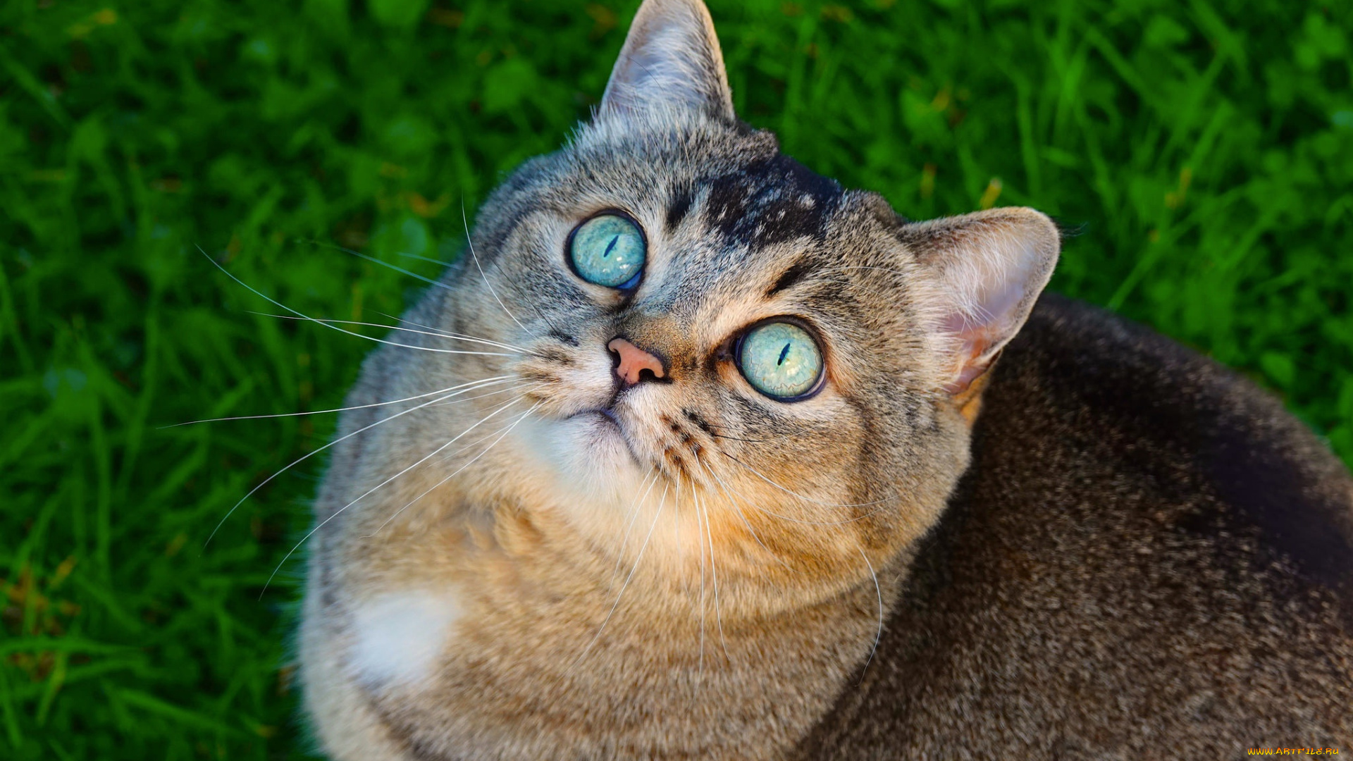 животные, коты, кот, кошка