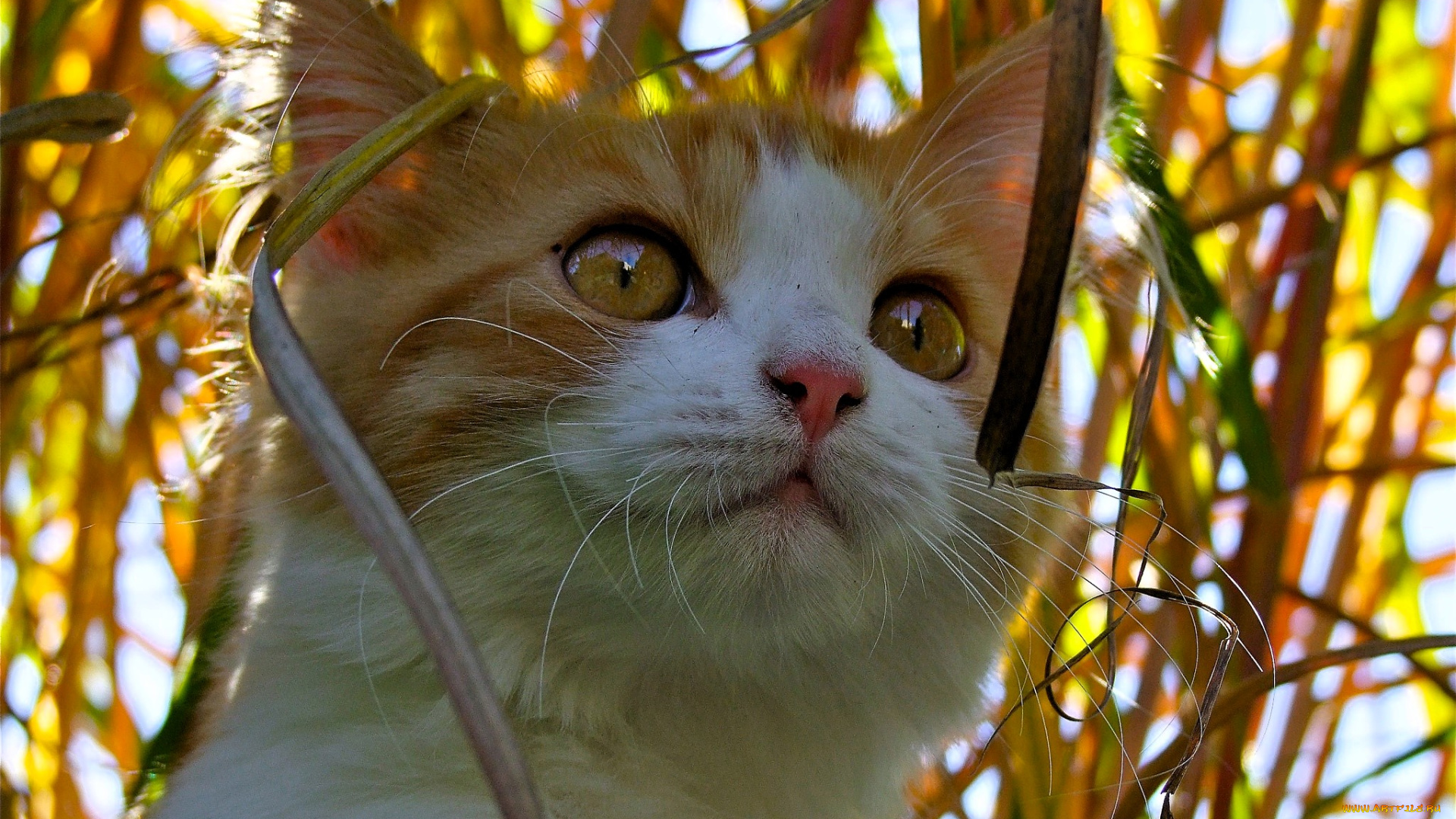 животные, коты, кот, рыжий, голова, трава