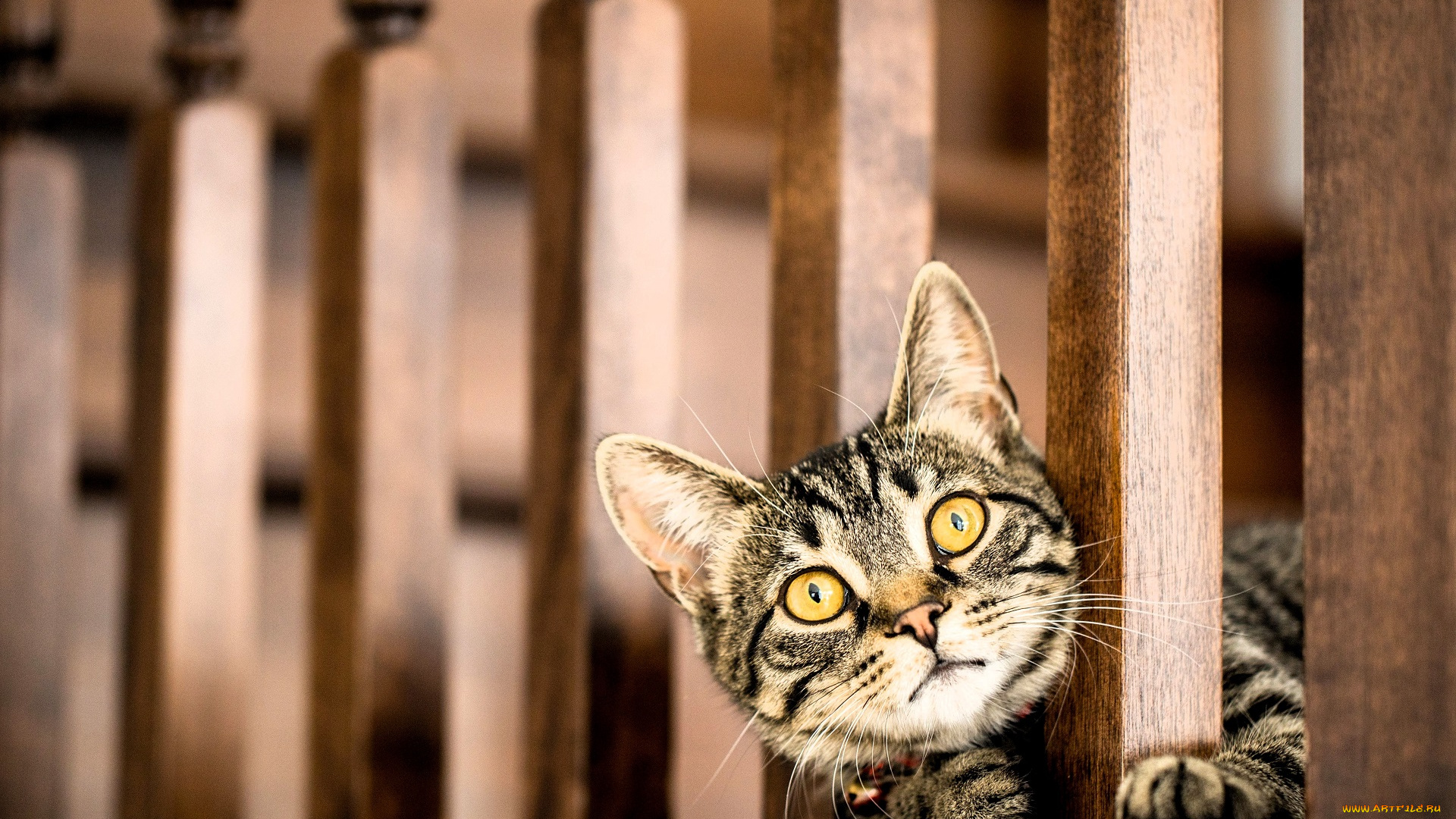 животные, коты, кот, серый, голова, перила, балясины