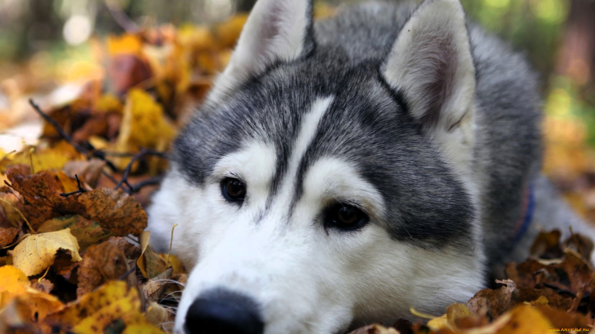 животные, собаки, лайка, собака, листья, осень