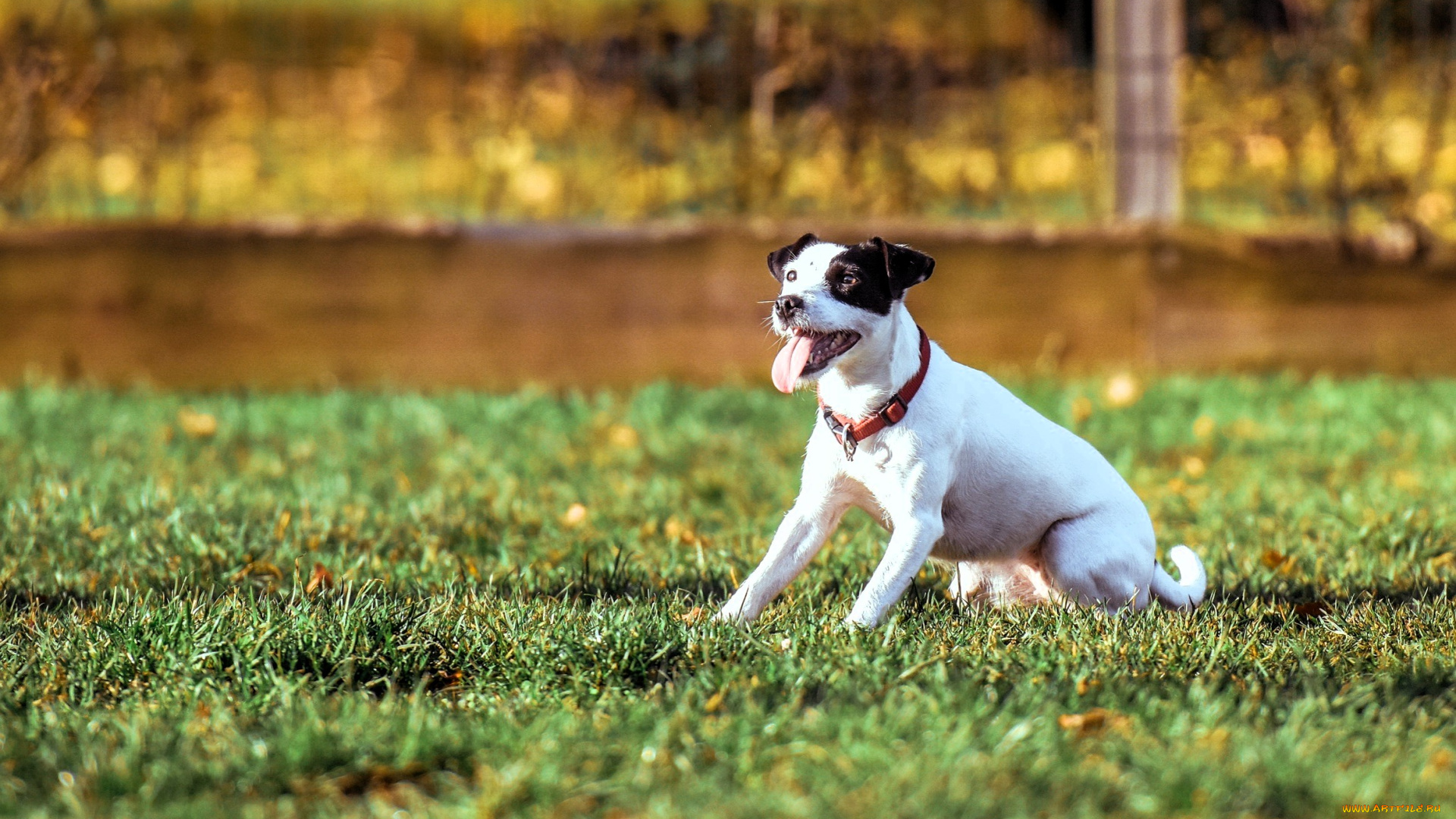 животные, собаки, собака, лужайка, трава