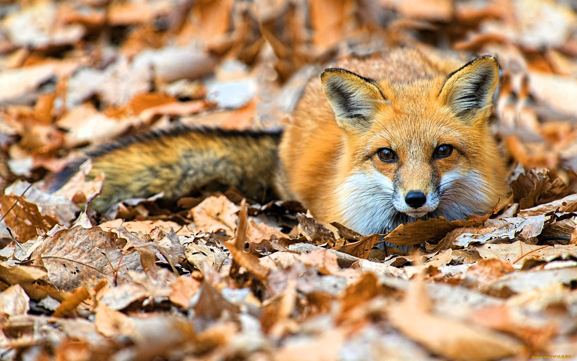 животные, лисы, лиса, листья, осень