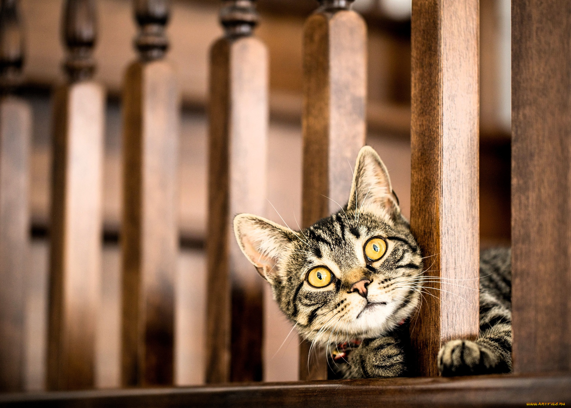 животные, коты, кот, серый, голова, перила, балясины