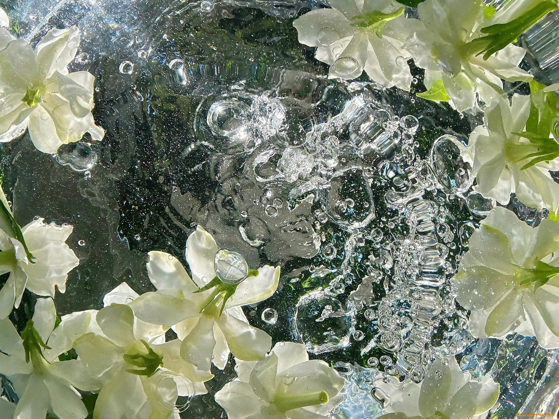 цветы, жасмин