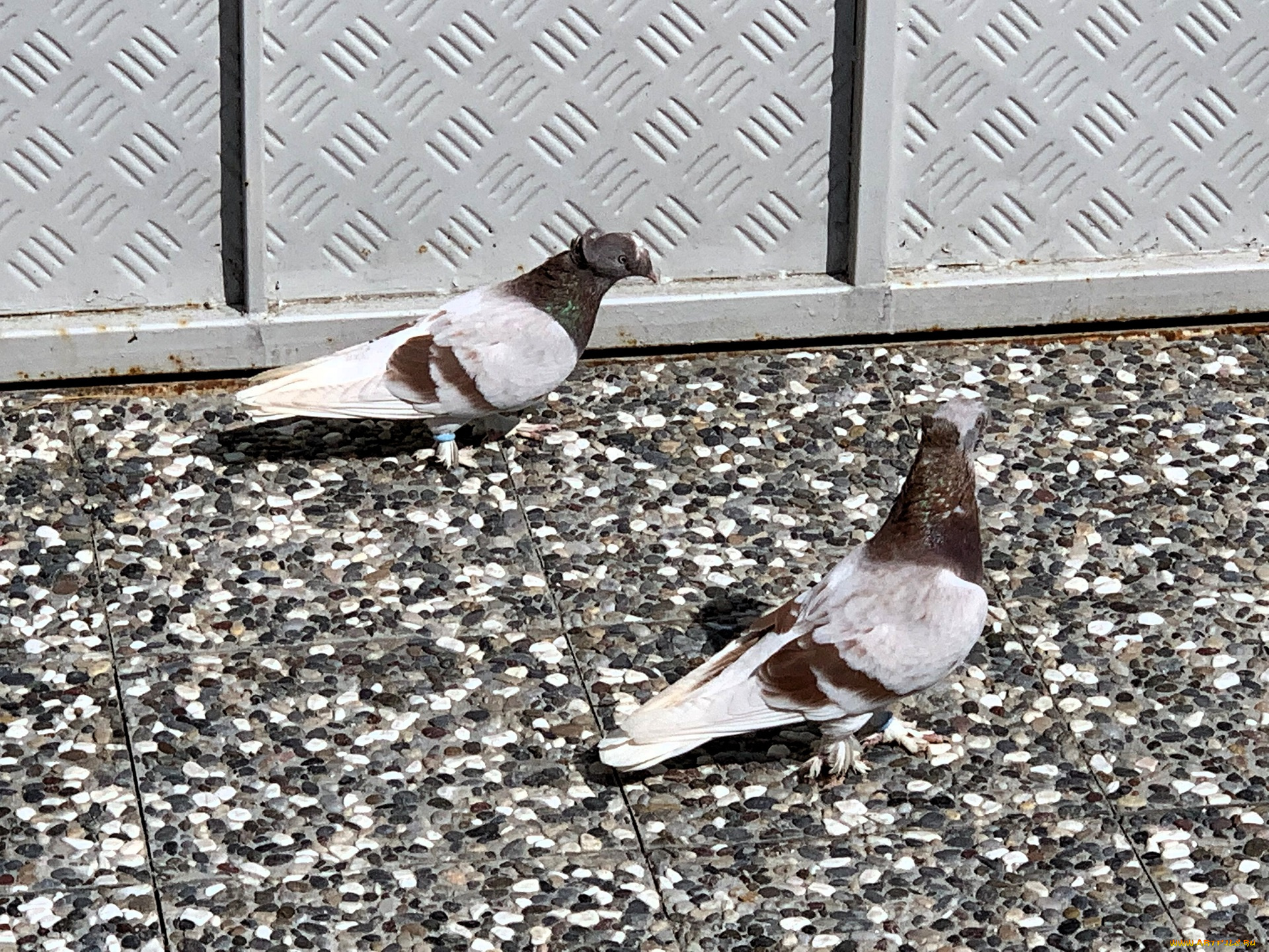 животные, голуби, пара, забор, плитка