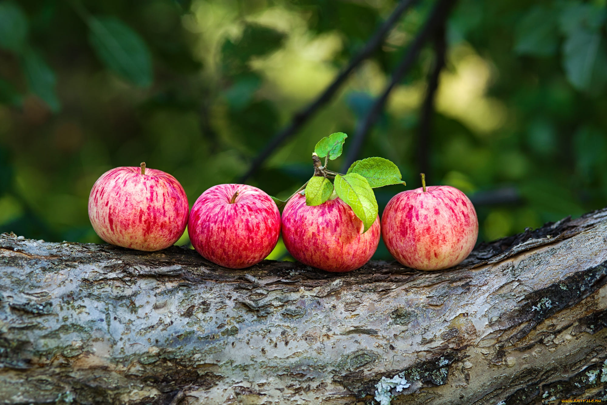 еда, яблоки