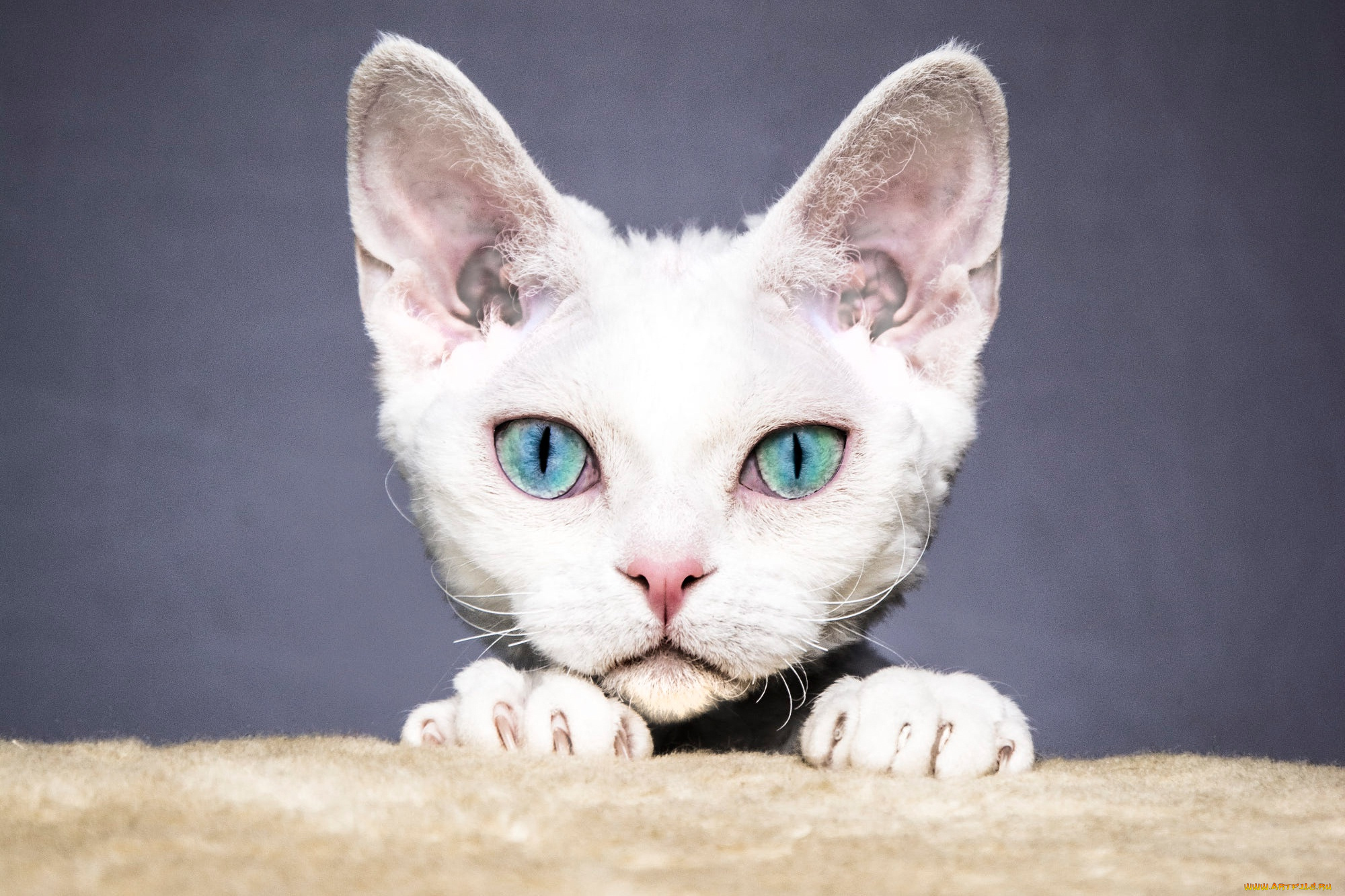 животные, коты, кот, кошка