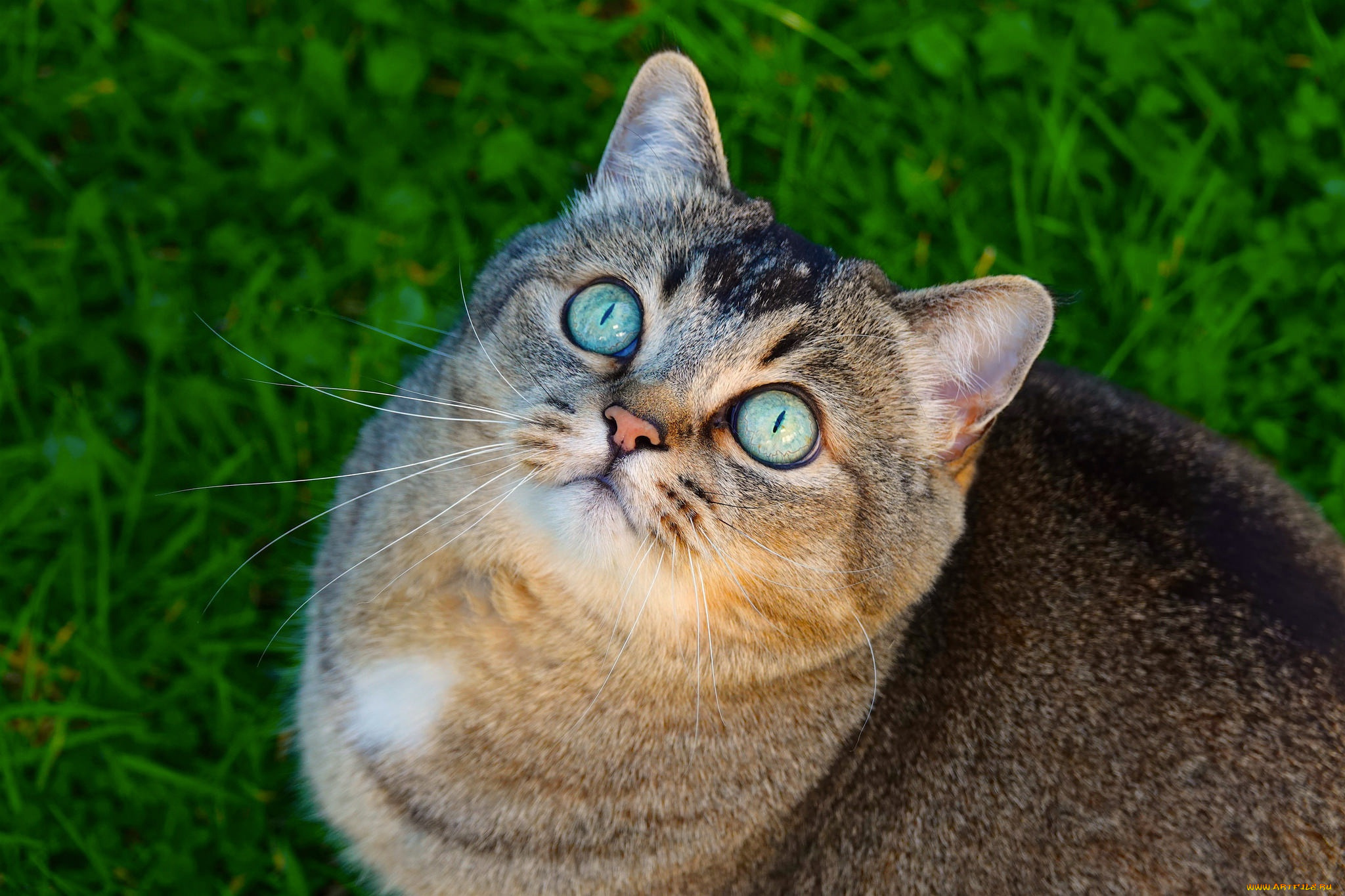 животные, коты, кот, кошка