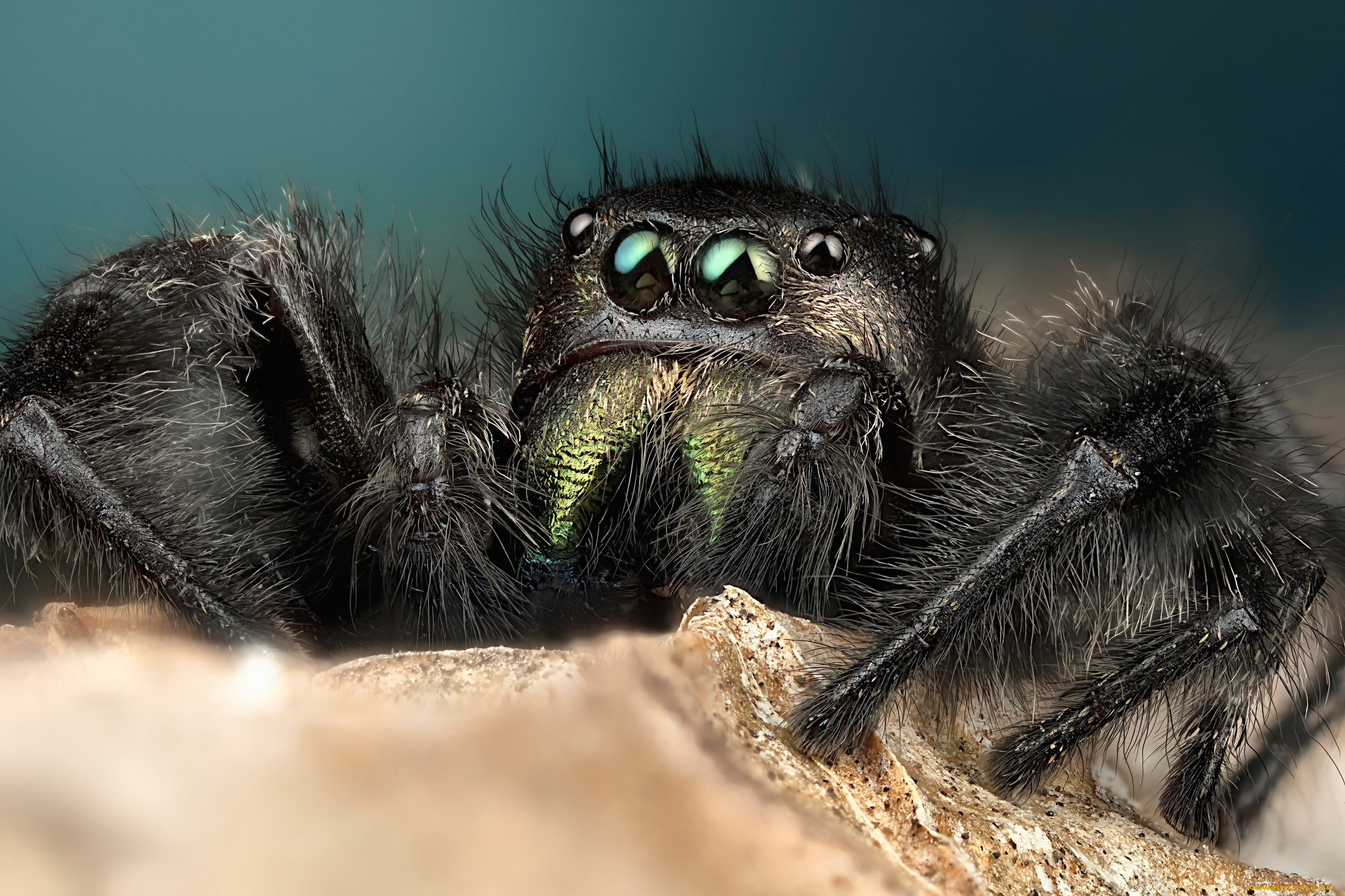 животные, пауки, мохнатый