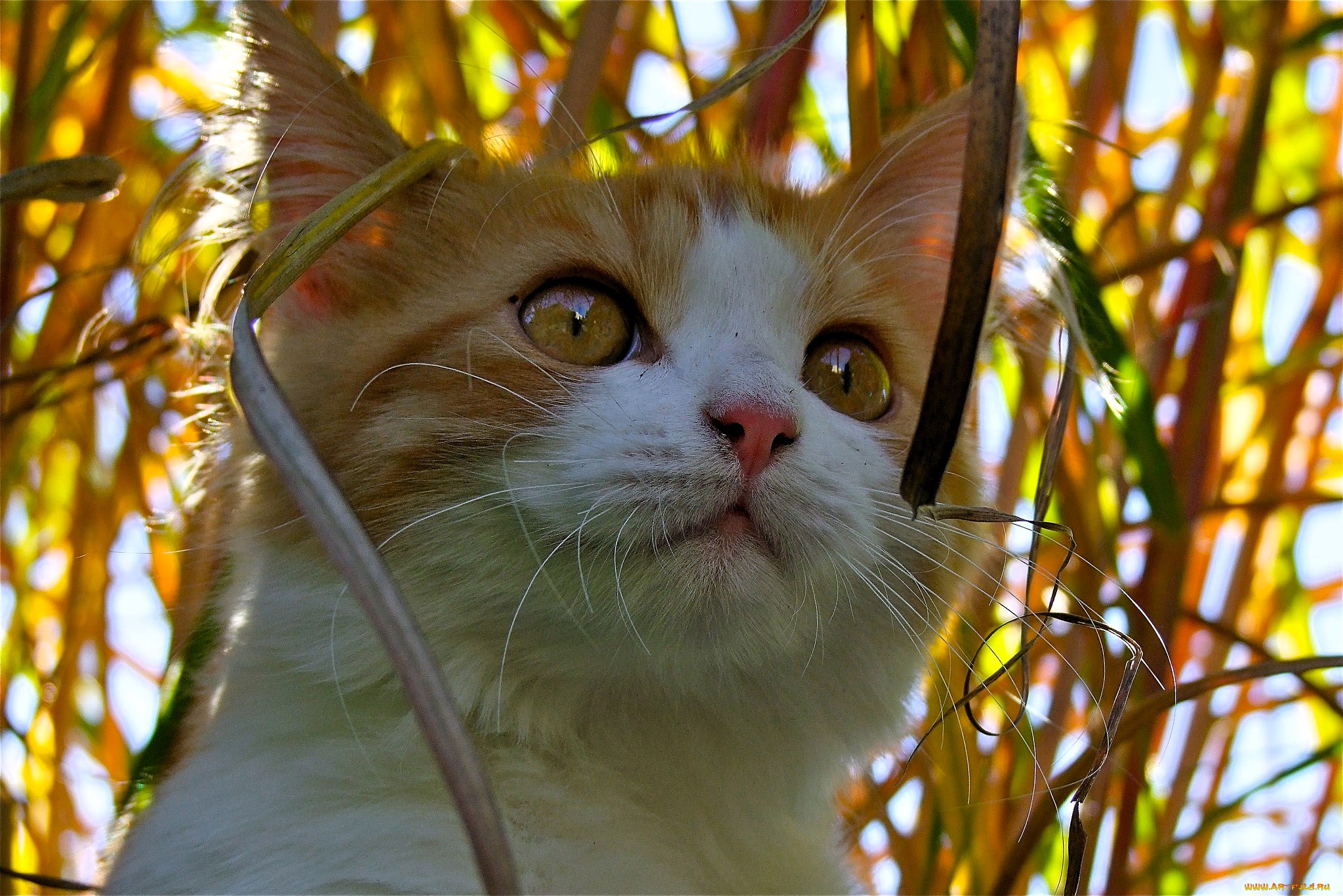 животные, коты, кот, рыжий, голова, трава