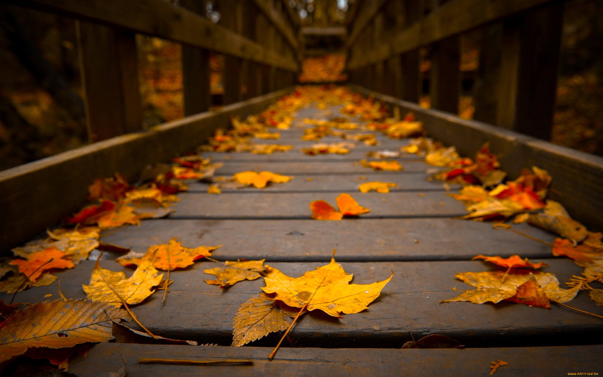 природа, листья, мост, дорожка, осень