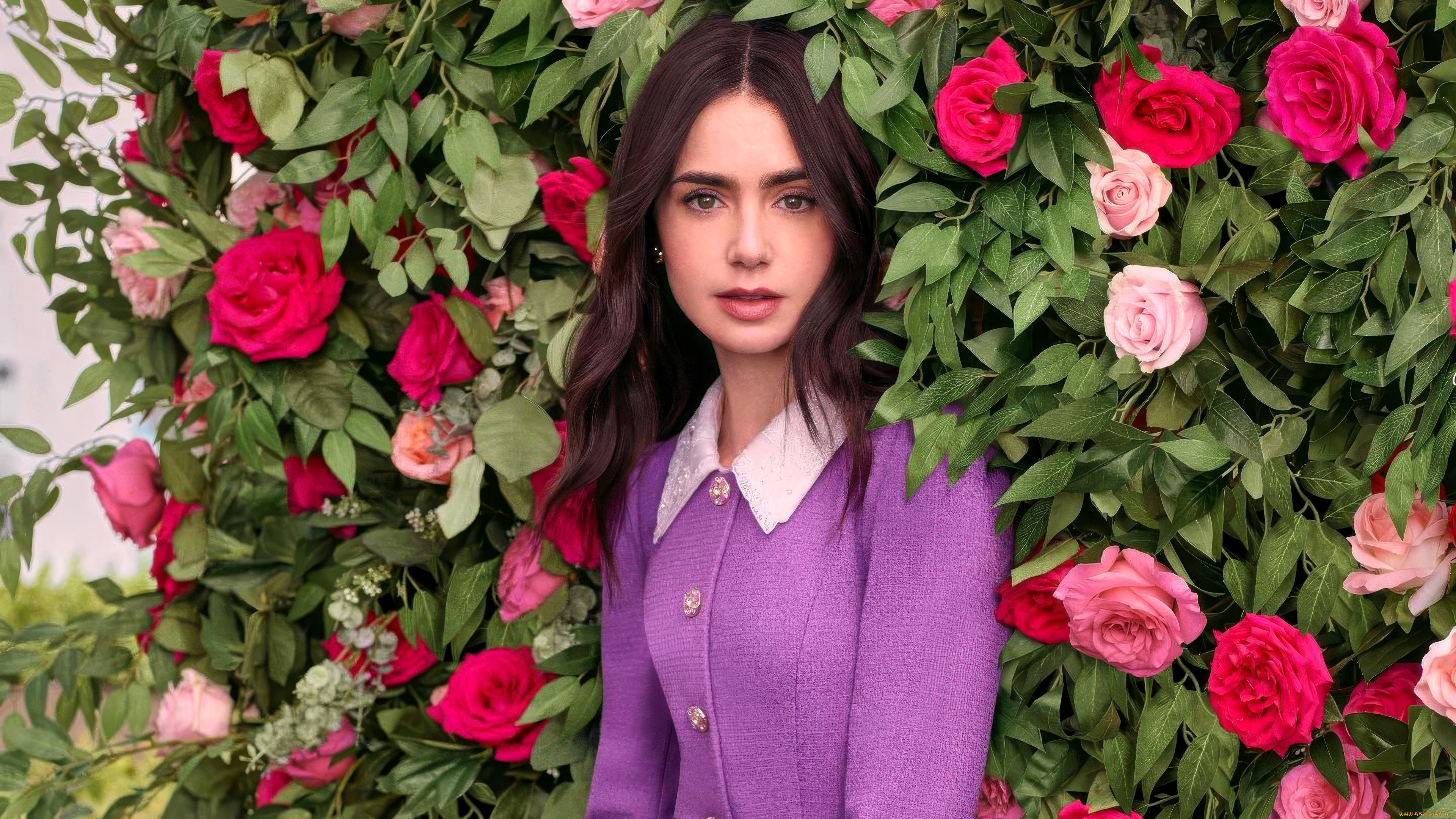 девушки, lily, collins, актриса, шатенка, жакет, кусты, розы