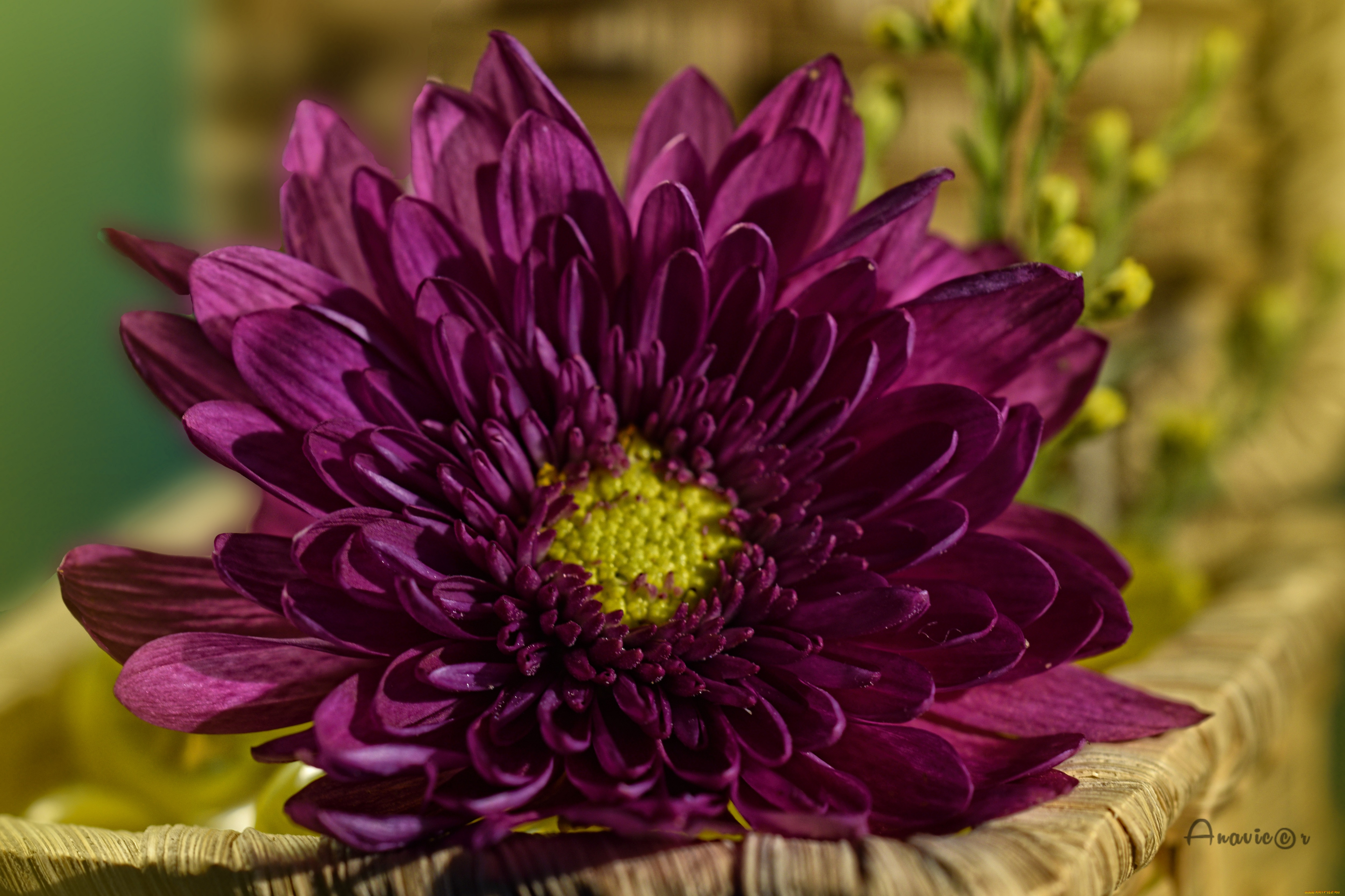 цветы, хризантемы, цветок