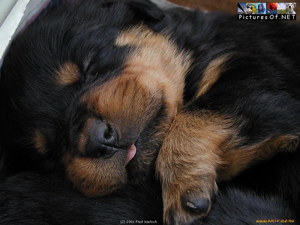 животные, собаки