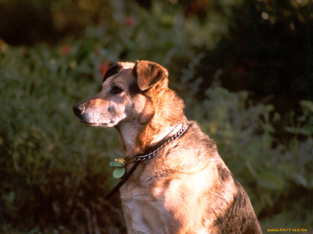 животные, собаки