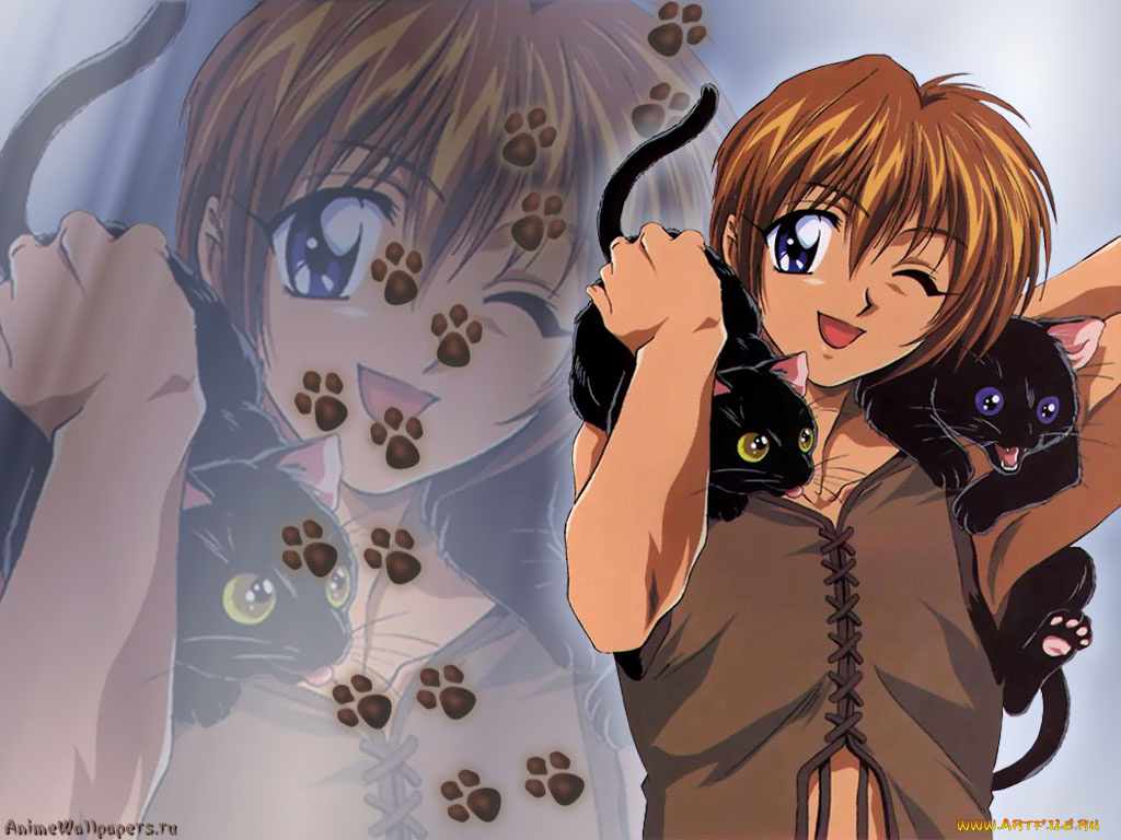 аниме, weiss, kreuz