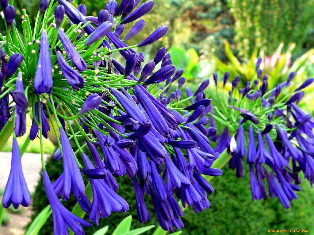 цветы, агапантус, африканская, лилия