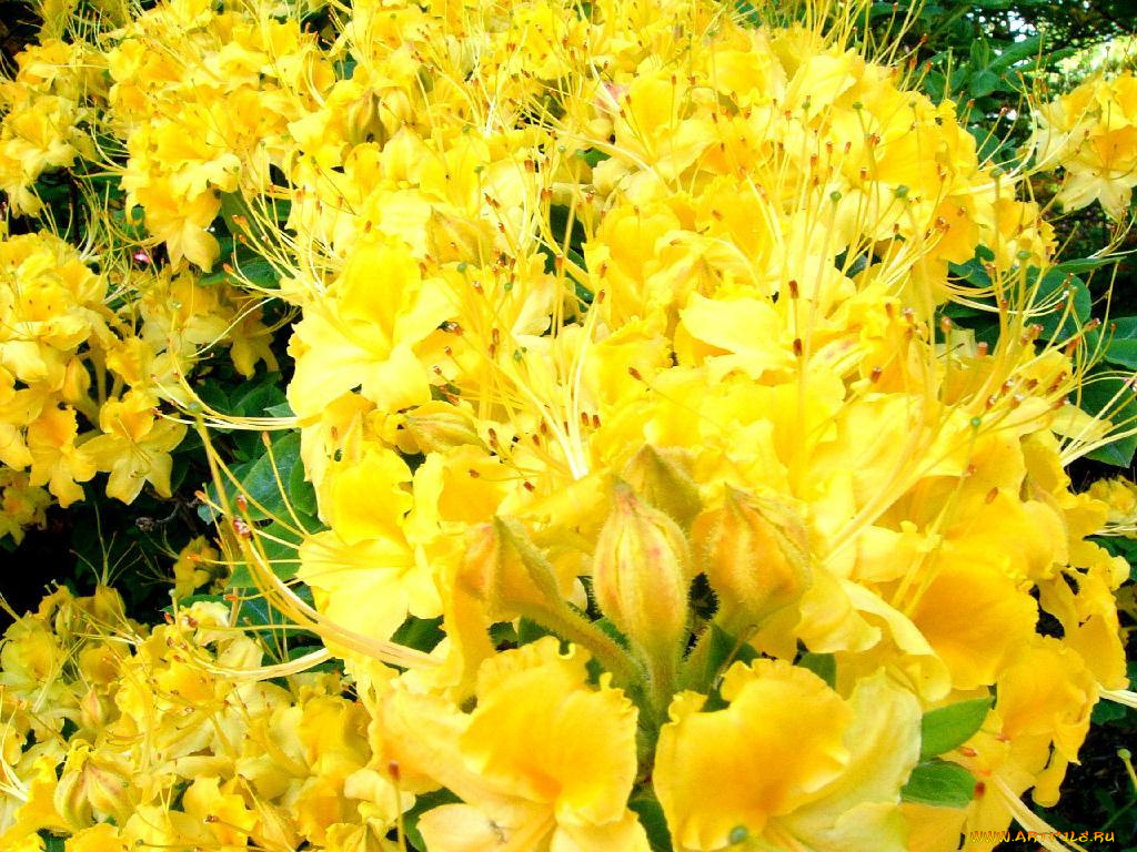 цветы, делоникс, королевский, огненное, дерево