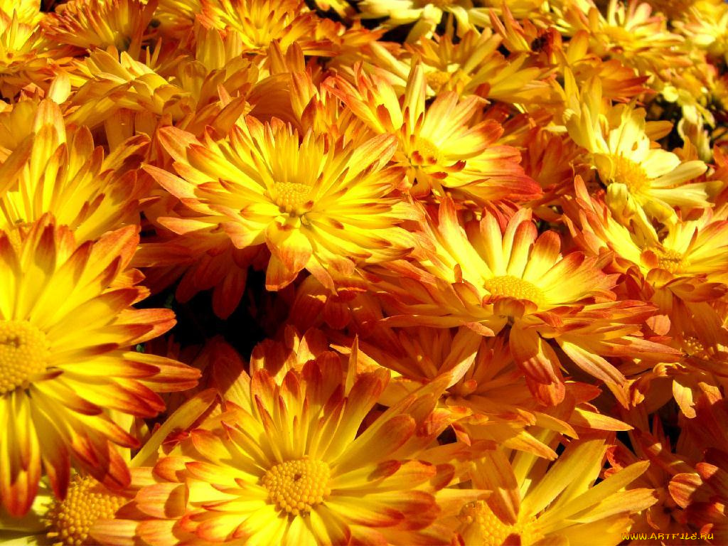 цветы, хризантемы