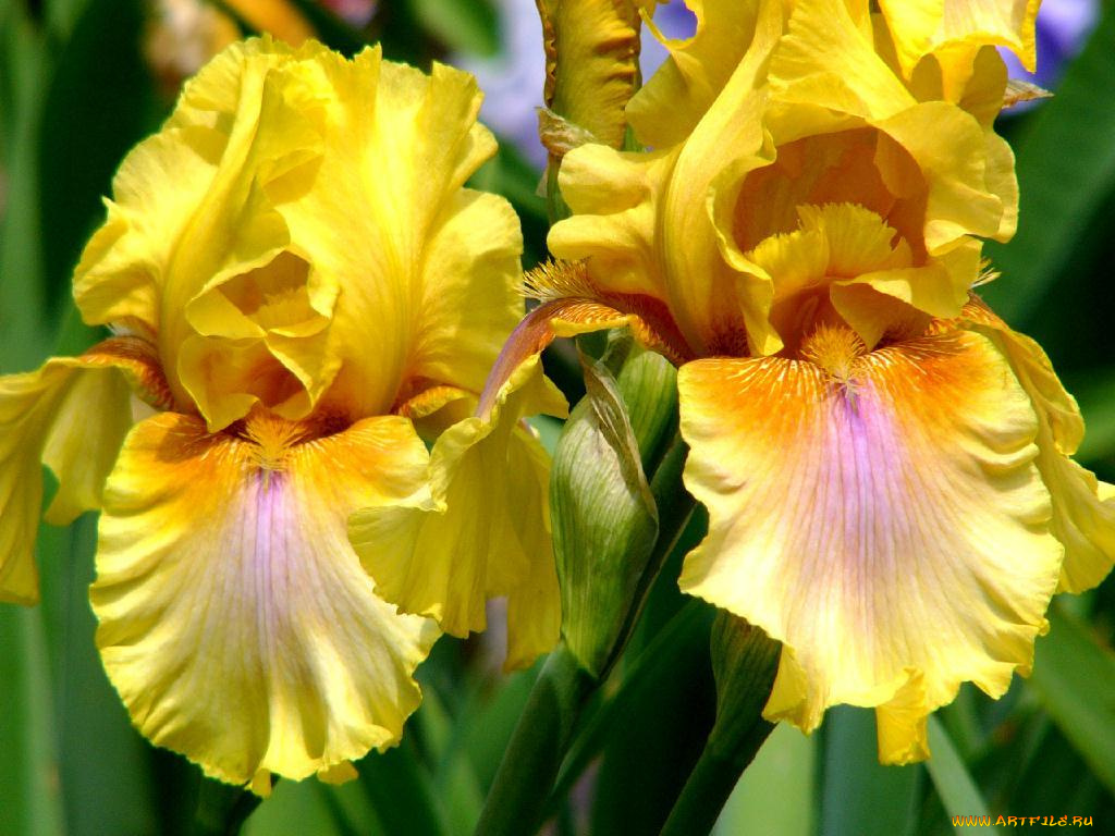 цветы, ирисы