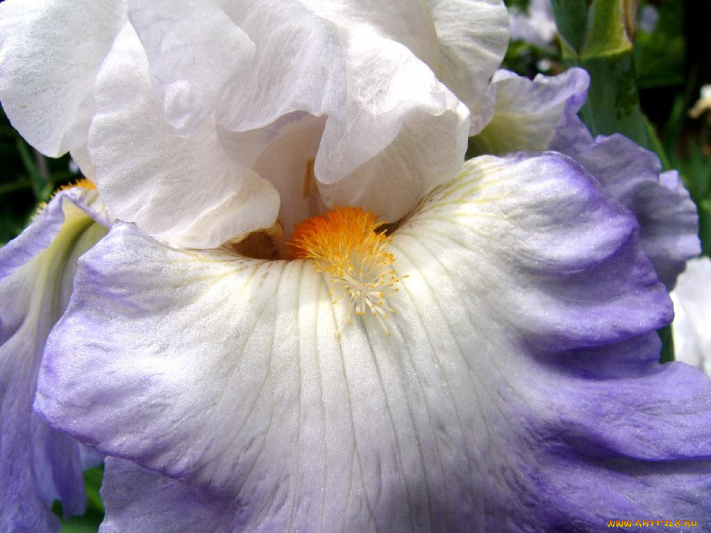 цветы, ирисы