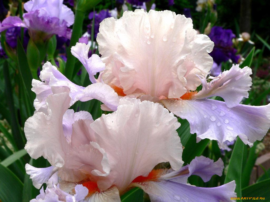 цветы, ирисы