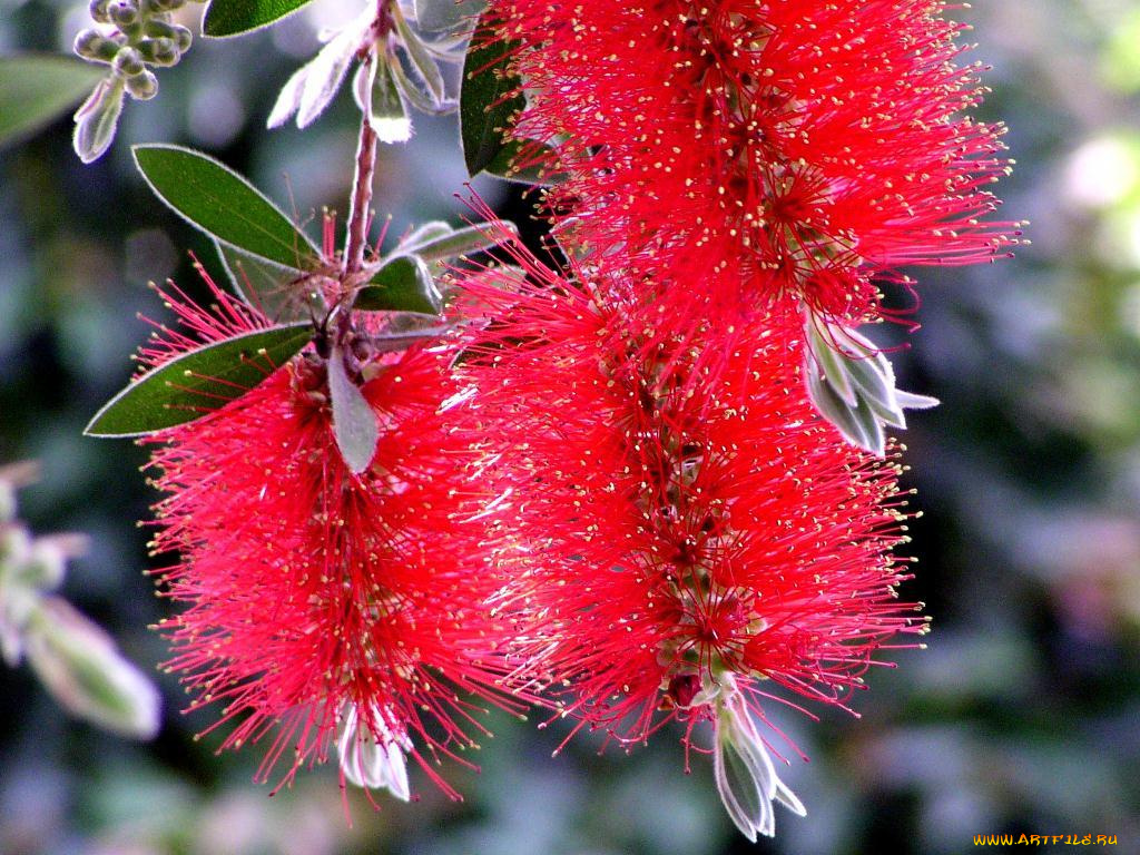 цветы, каллистемон