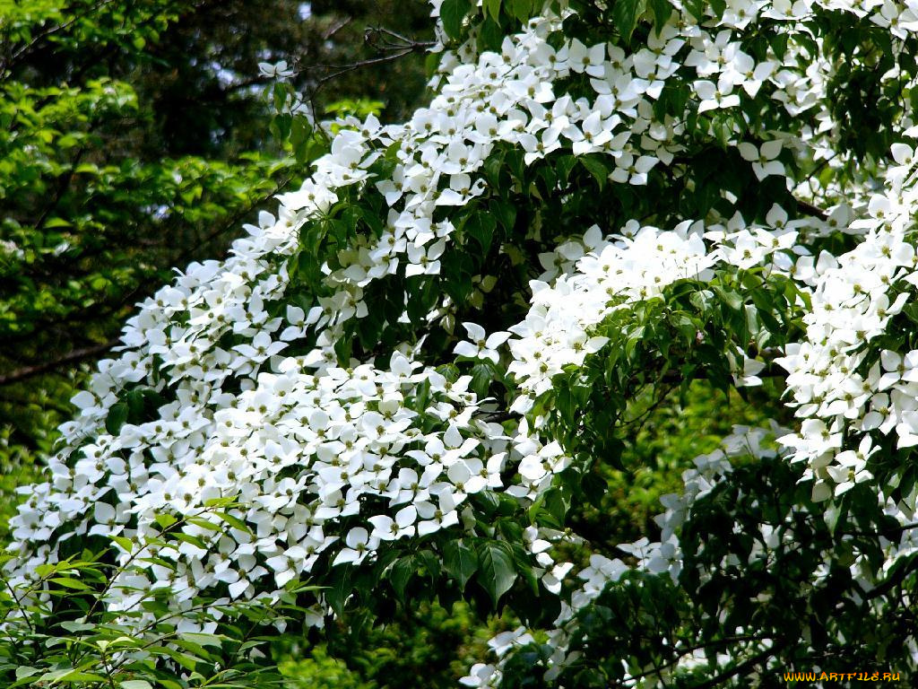 цветы, кизил