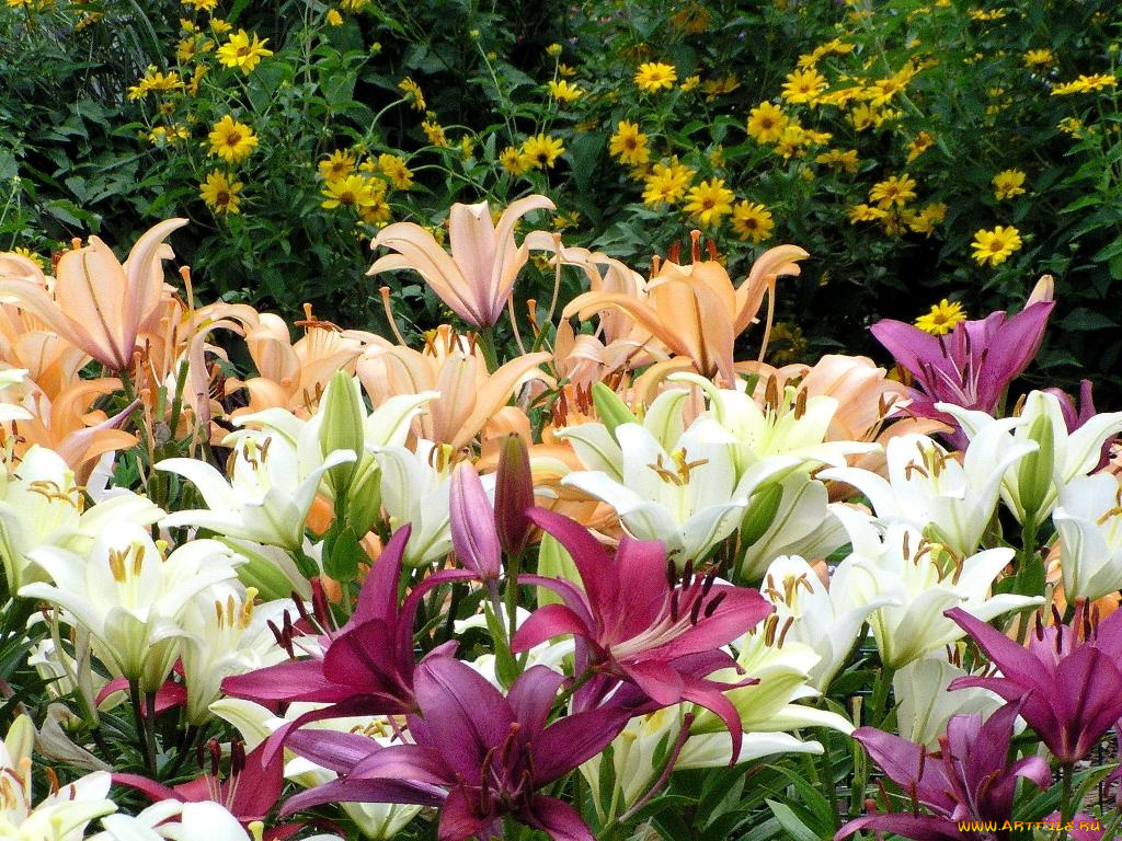цветы, лилии, лилейники