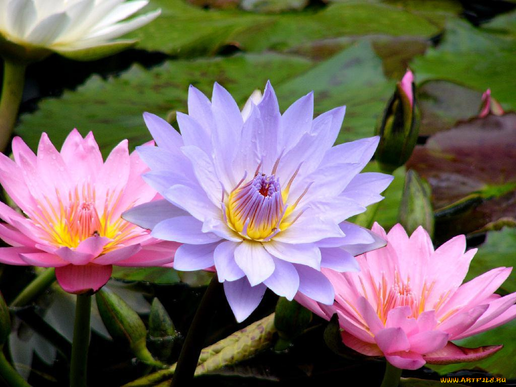 цветы, лилии, водяные, нимфеи, кувшинки