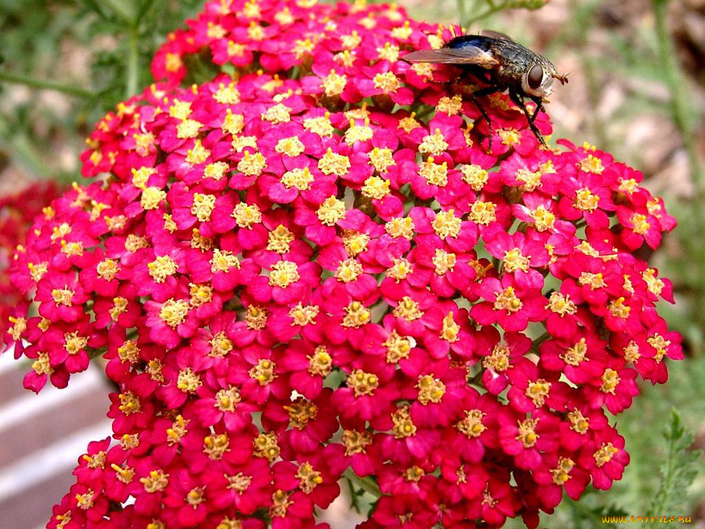 цветы, луговые, полевые