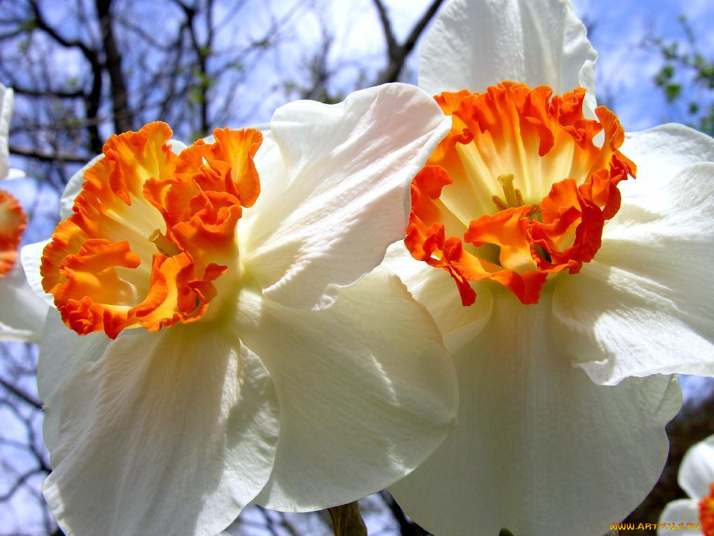 цветы, нарциссы