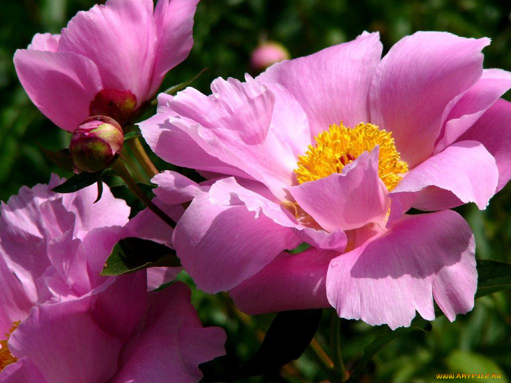цветы, пионы