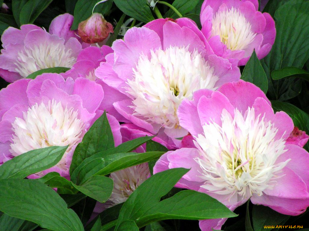 цветы, пионы