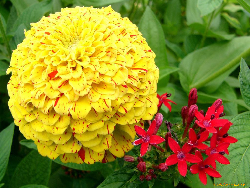 цветы, разные, вместе