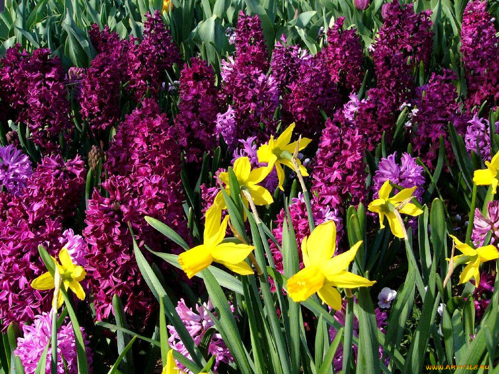 цветы, разные, вместе