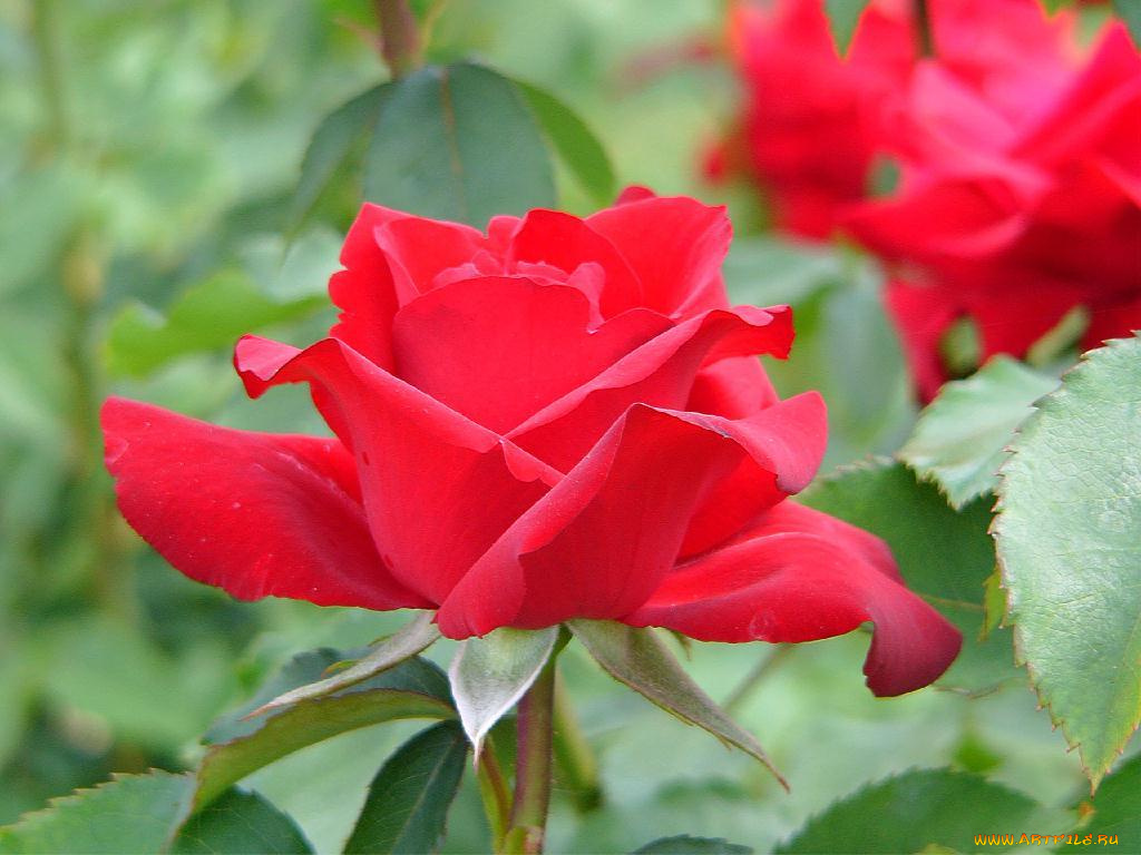 цветы, розы