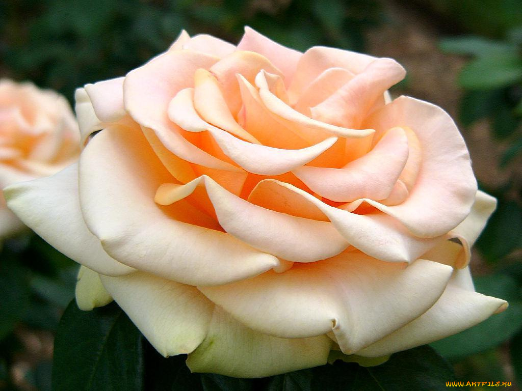 цветы, розы