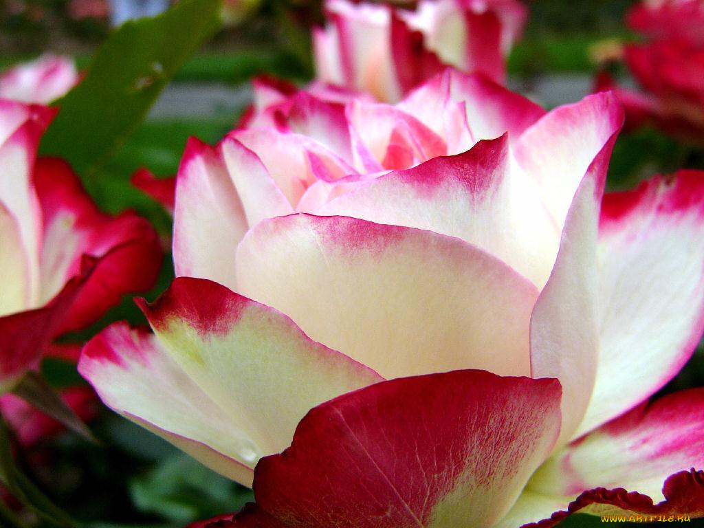 цветы, розы