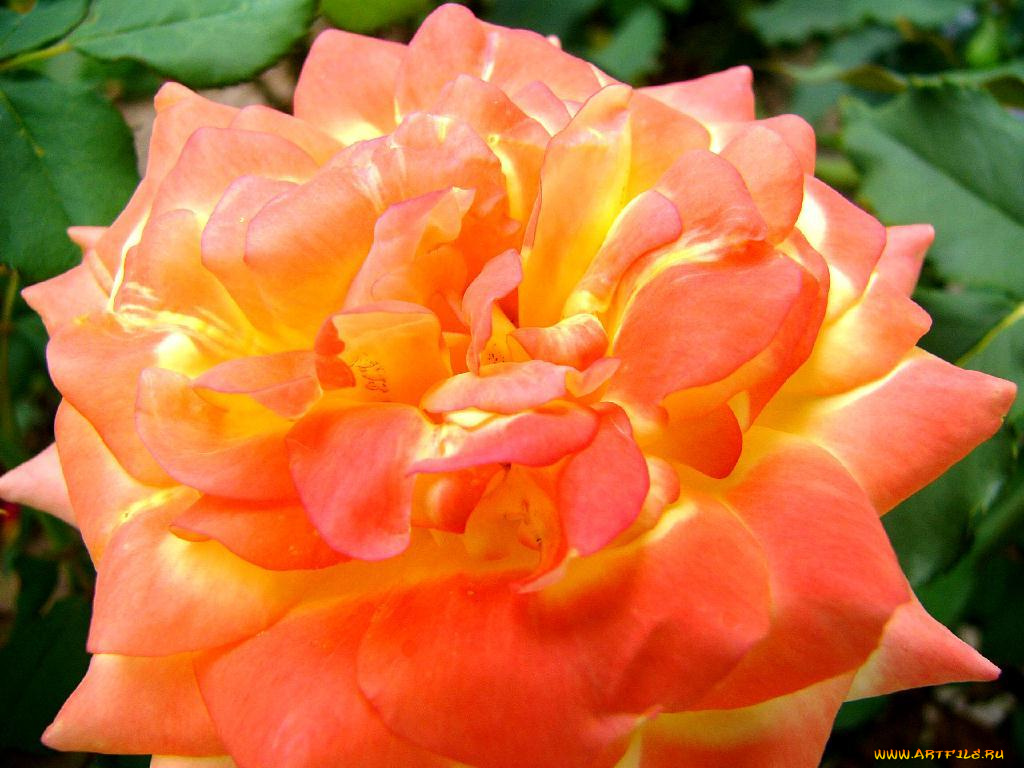 цветы, розы