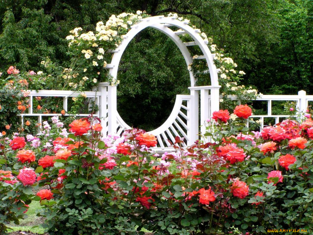 цветы, розы