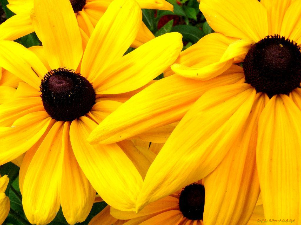 цветы, рудбекия