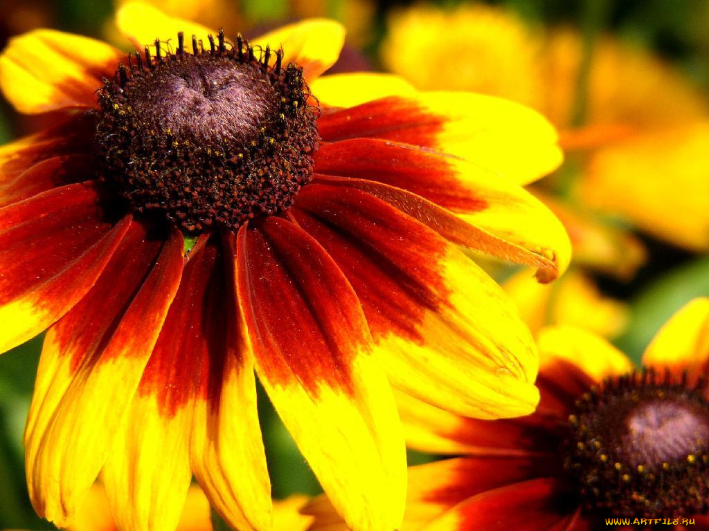 цветы, рудбекия