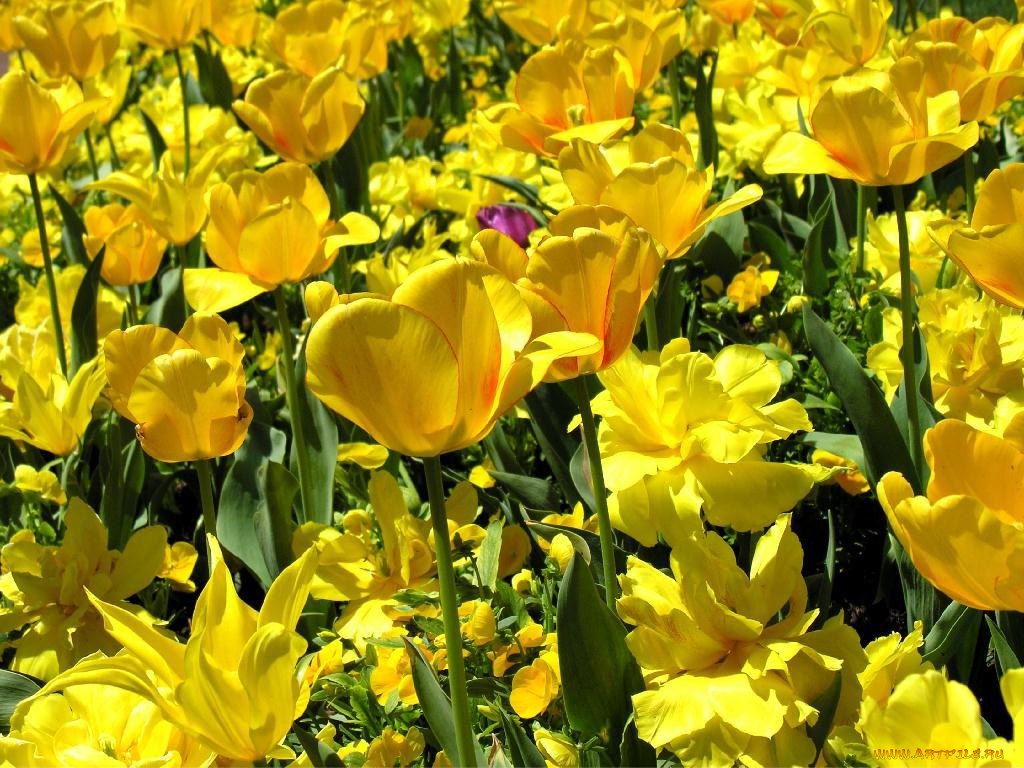 цветы, тюльпаны