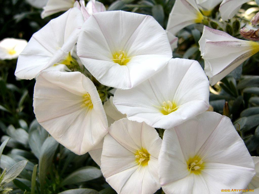 цветы, вьюнки, ипомеи