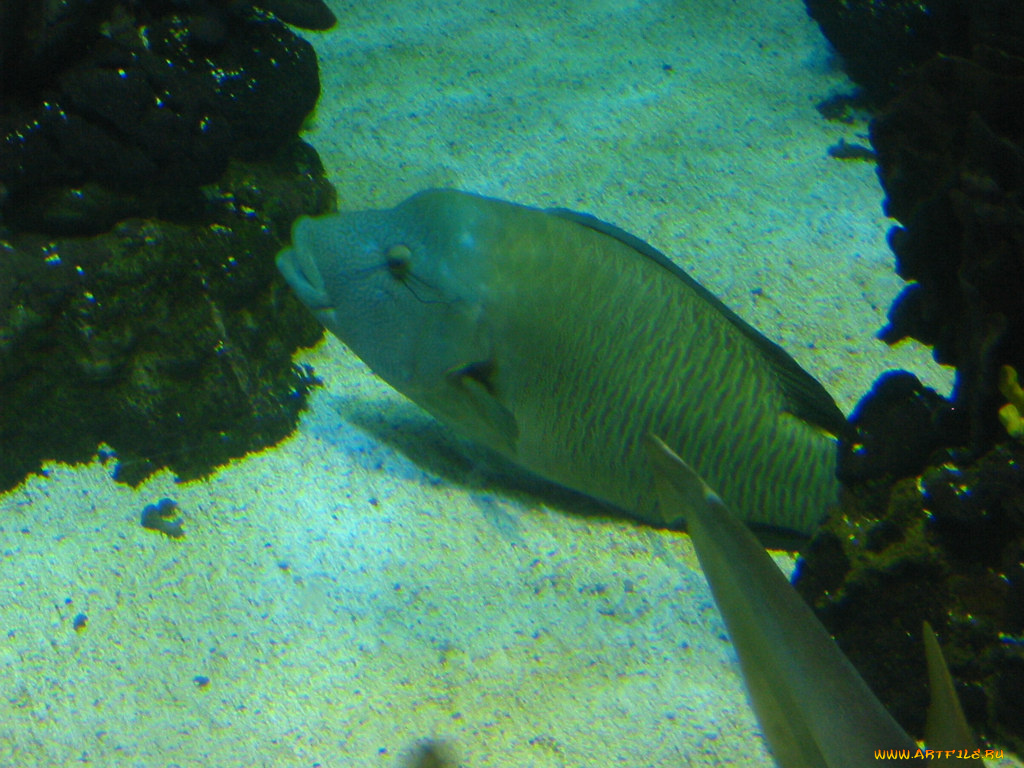 животные, рыбы