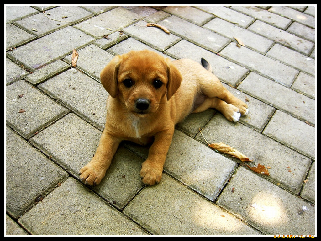 животные, собаки