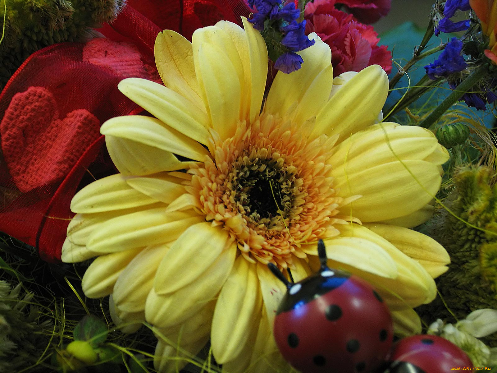 цветы, герберы