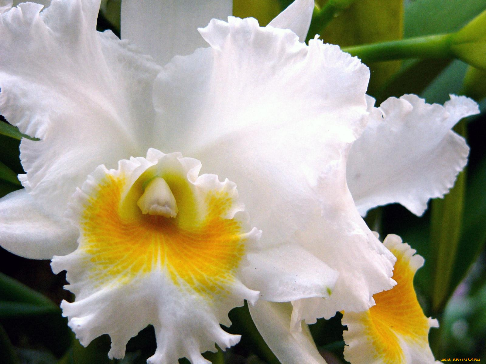 цветы, орхидеи